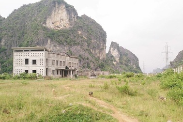 Chủ đầu tư xin gia hạn nhà máy xi măng nghìn tỷ “biến” thành… nơi nuôi gia súc