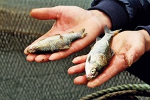 Cadimi trong cá nguy hiểm đến mức nào?