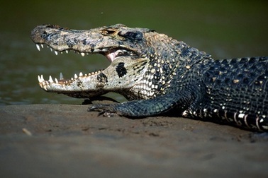 Điểm mặt những "sát thủ khát máu" nhất rừng rậm Amazon