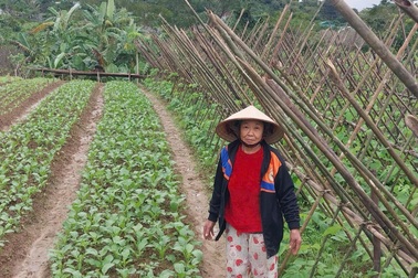 Nghệ An: Phụ nữ xã Tương Dương phát huy vai trò trong công tác giảm nghèo bền vững