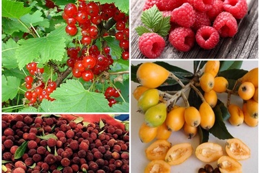 Nhiều trái cây giá bình dân ở nước ngoài về Việt hóa trái lạ đắt đỏ