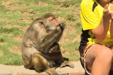 Đảo khỉ độc đáo ở Nha Trang lên báo nước ngoài