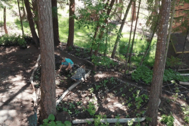 Cặp đôi tự trồng rau, nuôi gà, bắt cá, một năm không mua thực phẩm