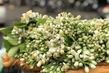 Hoa bưởi xuống phố, khách giành nhau từng chùm