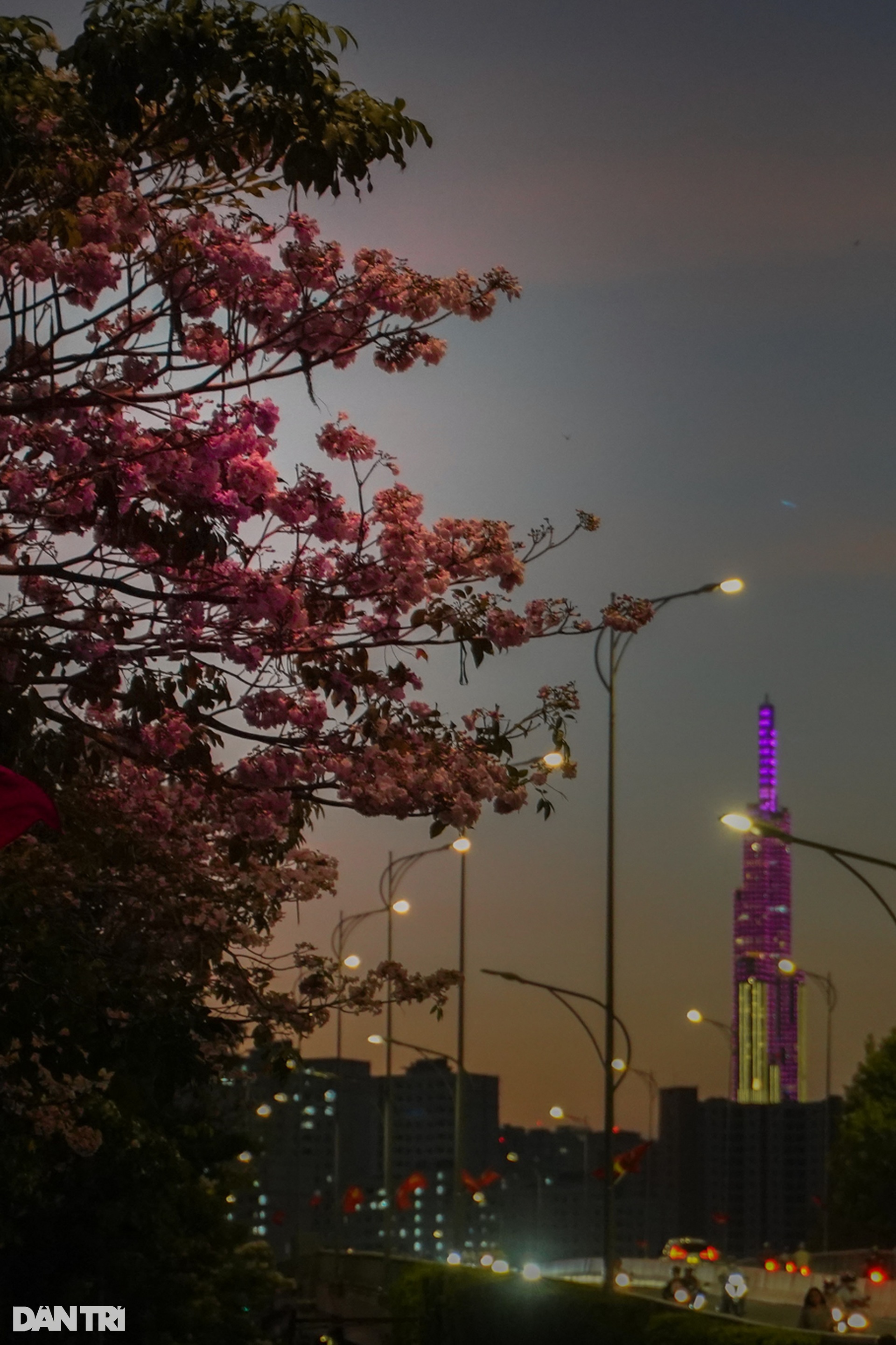 Loài hoa biểu tượng của TPHCM đến mùa gây sốt - 12 Loài hoa biểu tượng của TPHCM đến mùa gây sốt - 12