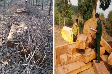 Liên tiếp phát hiện nhiều vụ tàng trữ gỗ lậu lớn tại huyện biên giới