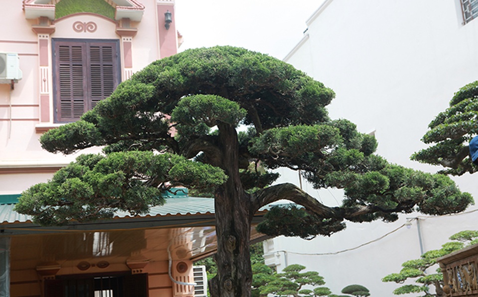 Choáng với cây cảnh hơn 300 tuổi của đại gia Phú Thọ, có người trả 23 tỷ đồng vẫn không bán - 4 Choáng với cây cảnh hơn 300 tuổi của đại gia Phú Thọ, có người trả 23 tỷ đồng vẫn không bán - 4