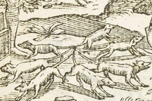 Phát hiện "vua chuột" trong truyền thuyết đầy kinh hãi