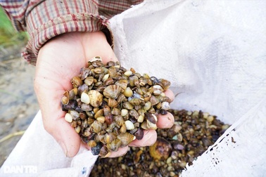 Theo chân những người dầm mình, ngâm nước cào hến ở sông Trường Giang