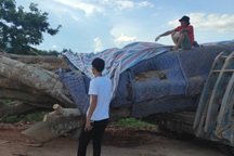 Vụ cây “quái thú”: Cây của dân, do dân bán?