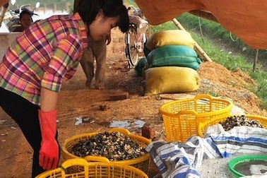 Kiếm bạc triệu mỗi ngày nhờ bắt ốc bươu vàng bán cho Trung Quốc