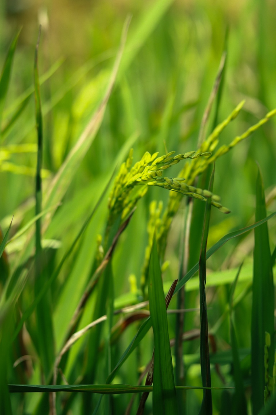 Mù Cang Chải đẹp mê đắm mùa lúa mới! - 12 Mù Cang Chải đẹp mê đắm mùa lúa mới! - 12