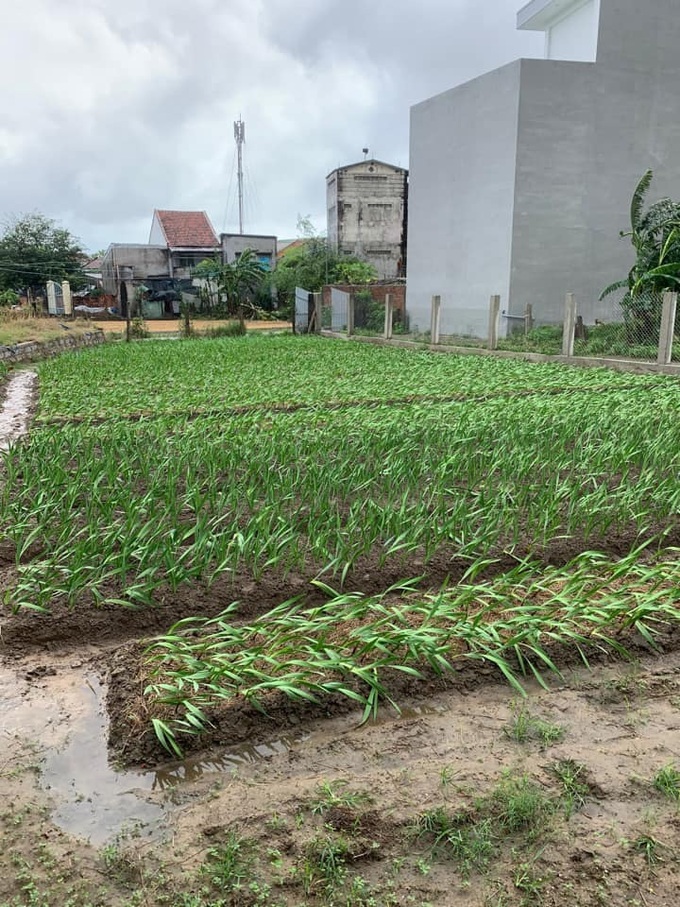 Nhiều diện tích hoa lay ơn chuẩn bị bán Tết bị gãy đổ. Ảnh Hoài Luân
