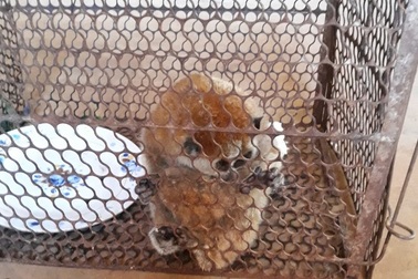 Một người dân bắt được 3 cá thể Culi thuộc nhóm 1B khi đi hái tiêu