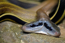 Rắn hai đầu quý hiếm đột nhập nhà dân