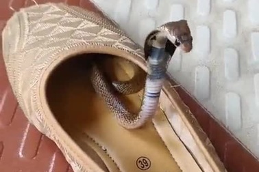 Rắn hổ mang con ẩn nấp trong giày