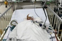 Bé 10 tháng tuổi nguy kịch vì ký sinh trùng "ăn não" nguy hiểm