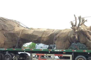 Tạm giữ xe chở cây “khủng” lưu thông trên QL1