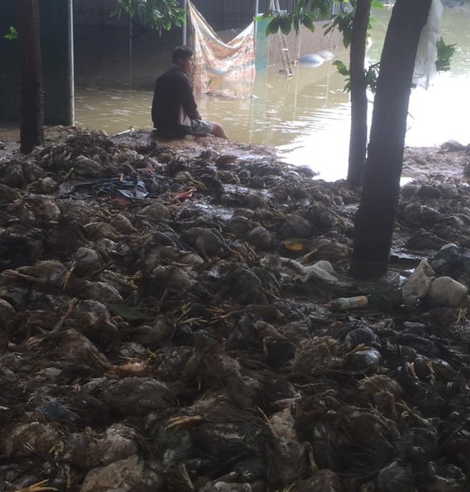 Điệp ngồi bất thần bên đàn gà 13.000 con chết chỉ trong một đêm lũ lên. Điệp ngồi bất thần bên đàn gà 13.000 con chết chỉ trong một đêm lũ lên.