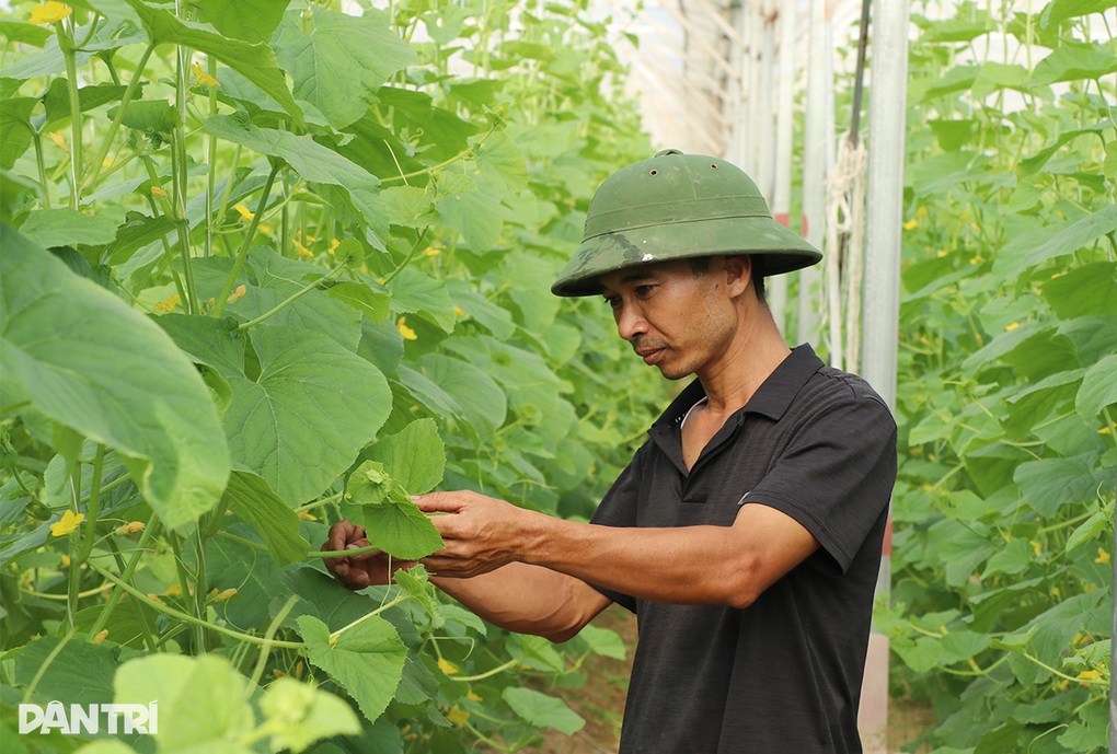 Kỹ sư bỏ lương 50 triệu đồng về quê trồng dưa, không để thương lái ép giá - 1