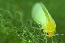 Loài côn trùng kỳ lạ có khả năng ăn cắp DNA từ thực vật