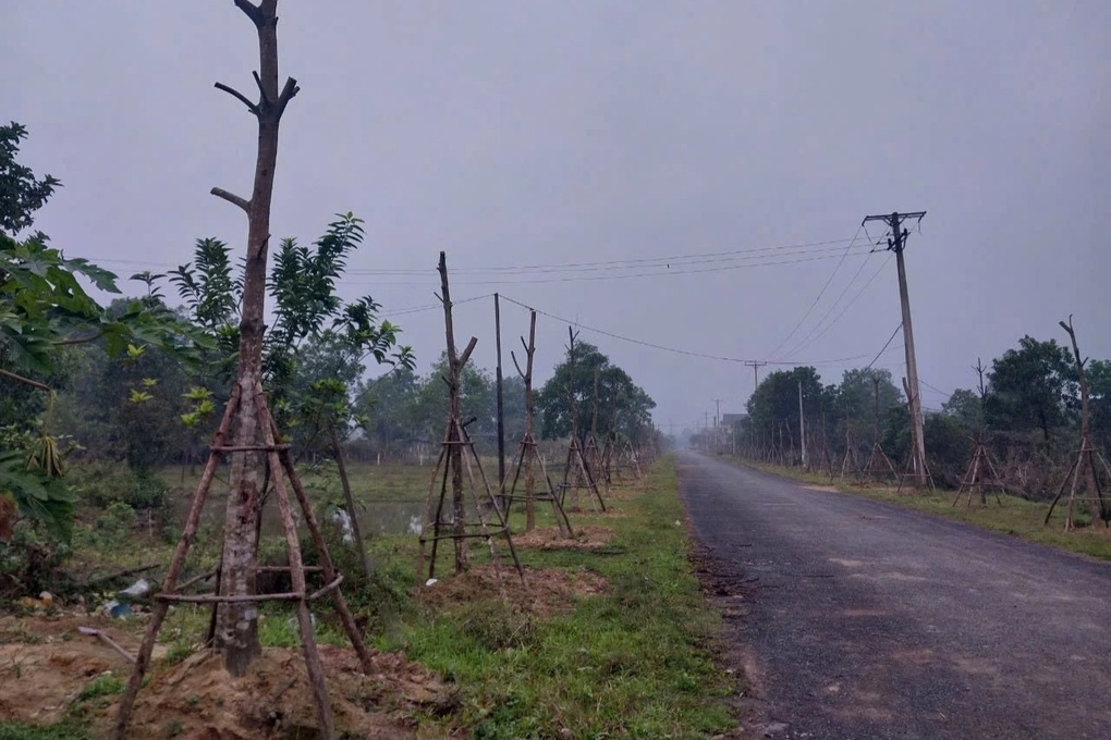 Một cán bộ bị tạm giữ để điều tra vi phạm đấu thầu dự án cây xanh - 1