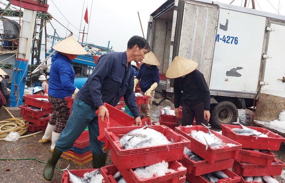 Thiếu lao động đi biển, nhiều tàu cá phải nằm bờ - 3 Thiếu lao động đi biển, nhiều tàu cá phải nằm bờ - 3