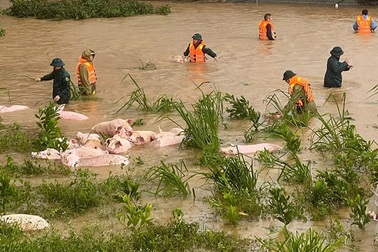 Công an, bộ đội vật lộn trong nước lũ giải cứu gần 300 con lợn