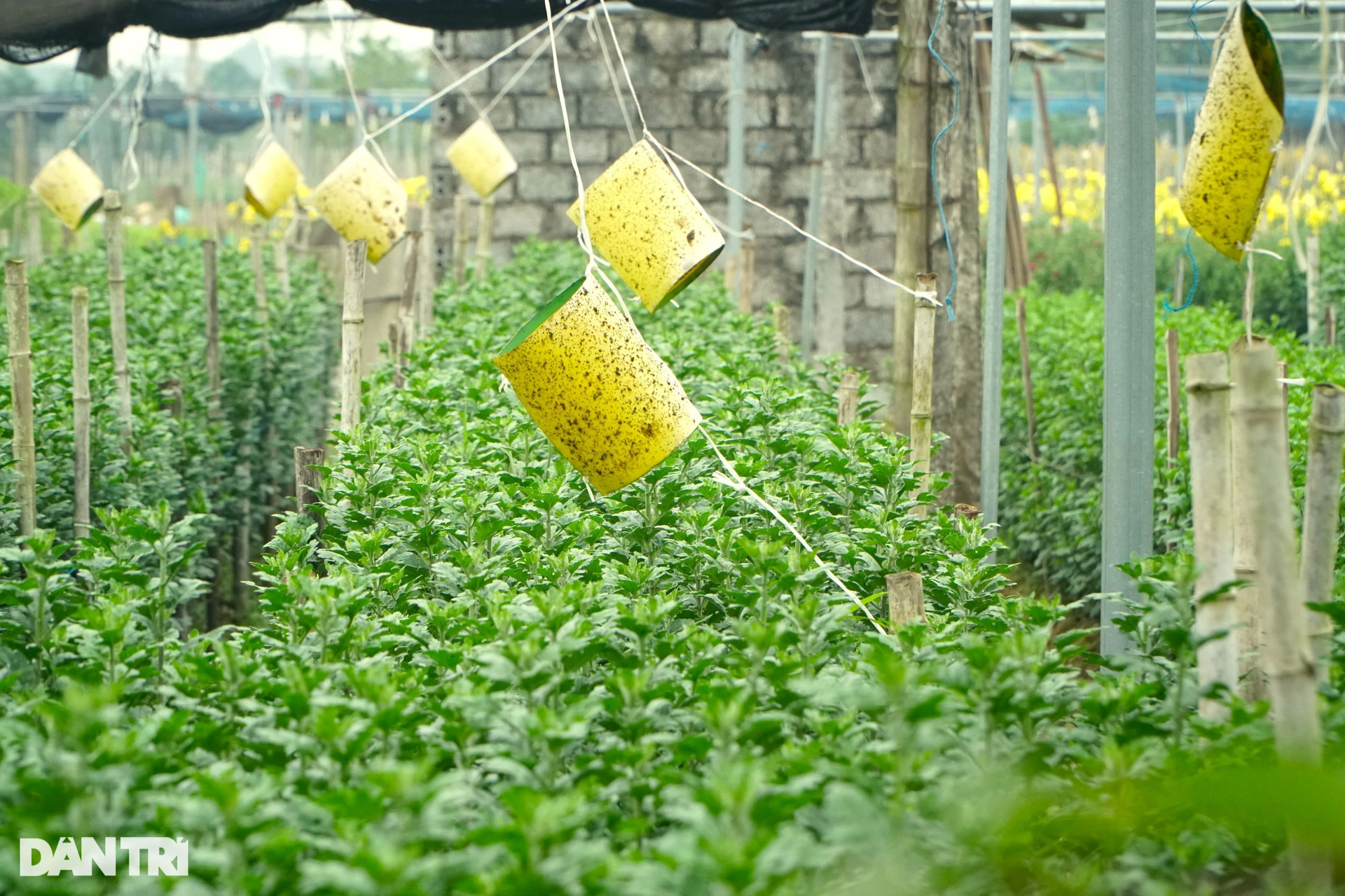 Nông dân vùng trồng hoa lớn nhất xứ Thanh tất bật vụ Tết - 9 Nông dân vùng trồng hoa lớn nhất xứ Thanh tất bật vụ Tết - 9
