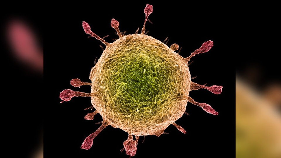 Cúm và virus corona mới – cái nào đáng lo ngại hơn? - 1 Cúm và virus corona mới – cái nào đáng lo ngại hơn? - 1