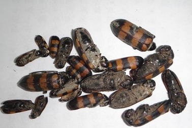 Cả nhà nhập viện cấp cứu vì dùng sâu ban miêu chữa dị ứng