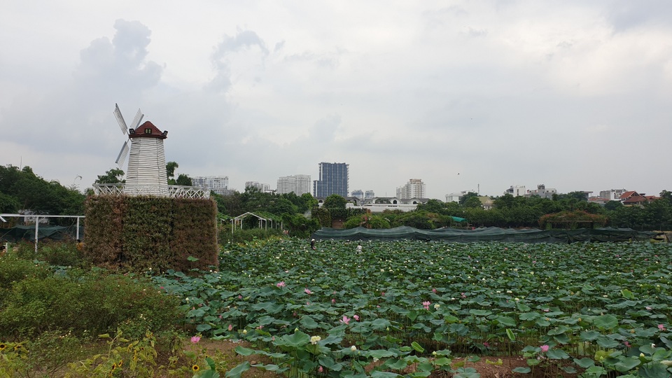Cận cảnh Thung lũng hoa Hồ Tây “mọc” trái phép trên đất dự án - 2 Cận cảnh Thung lũng hoa Hồ Tây “mọc” trái phép trên đất dự án - 2