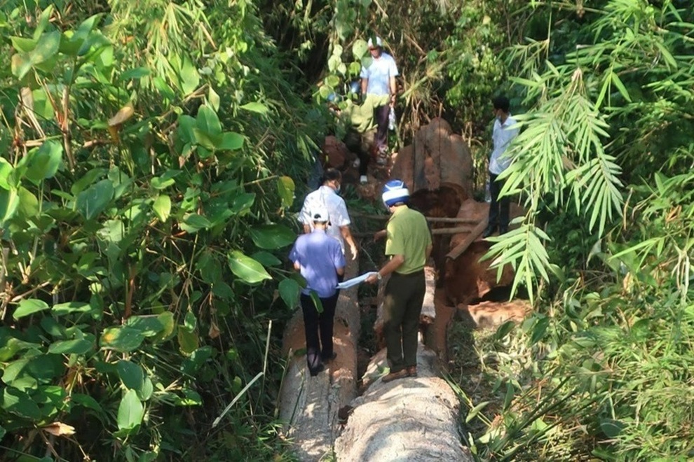 Khởi tố 4 đối tượng chặt hạ 2 cây cổ thụ gần 30 m3 - 1 Khởi tố 4 đối tượng chặt hạ 2 cây cổ thụ gần 30 m3 - 1