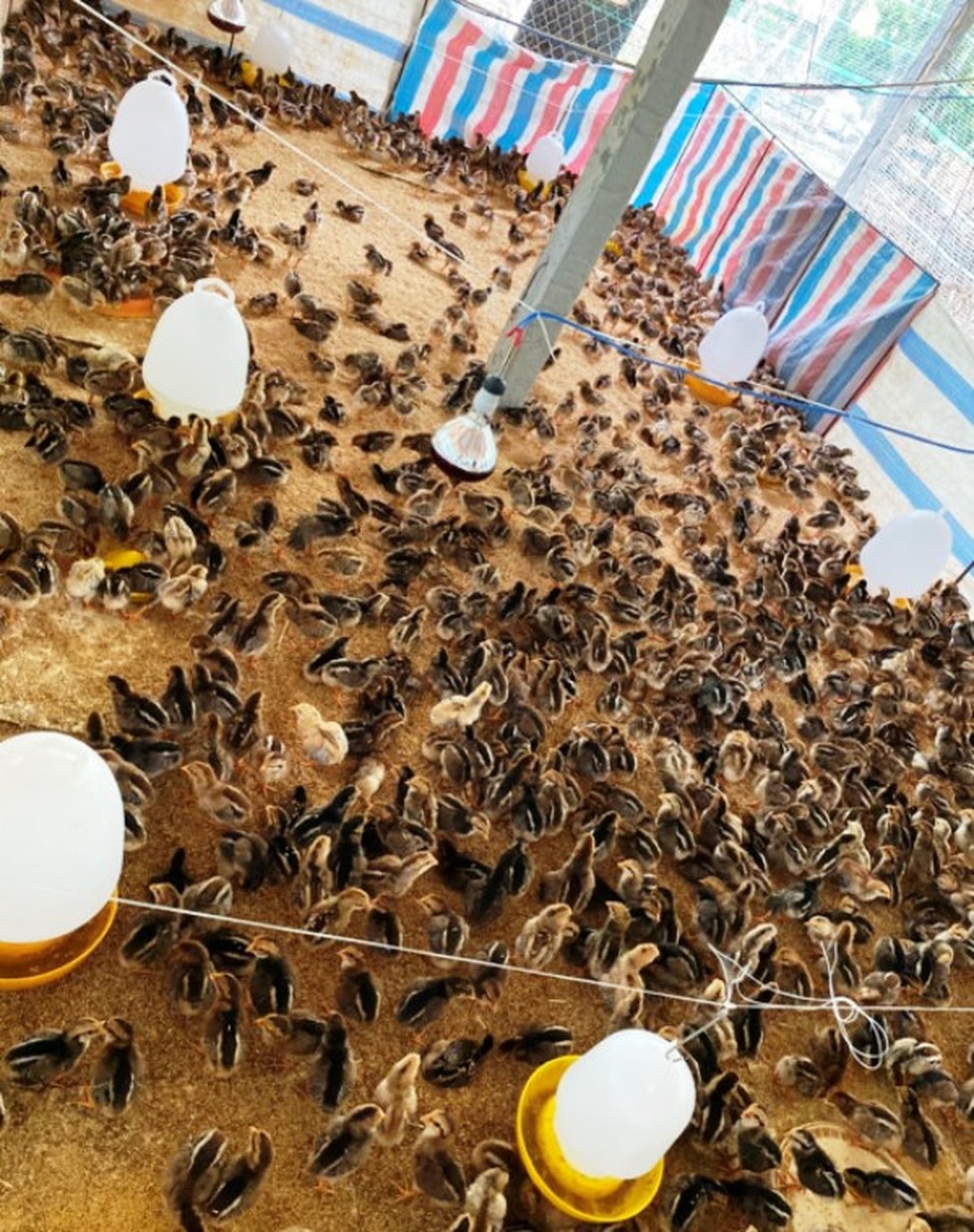 Lần đầu tiên tổ chức lễ hội ẩm thực và quảng bá sản phẩm gà Bình Định - 3 Lần đầu tiên tổ chức lễ hội ẩm thực và quảng bá sản phẩm gà Bình Định - 3