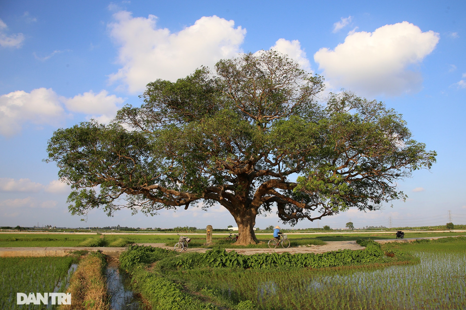 Cây muỗm 600 năm tuổi có nguy cơ chết khô vì bị quây bê tông quanh gốc - 1