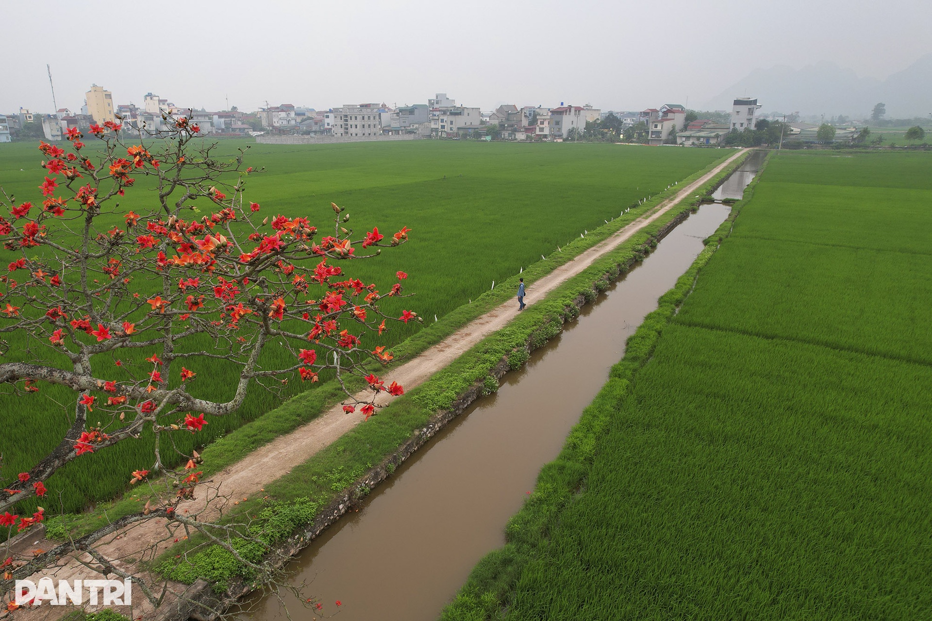 Những cây hoa gạo cô đơn nổi bật trên đồng ruộng xanh mùa hoa nở - 13 Những cây hoa gạo cô đơn nổi bật trên đồng ruộng xanh mùa hoa nở - 13