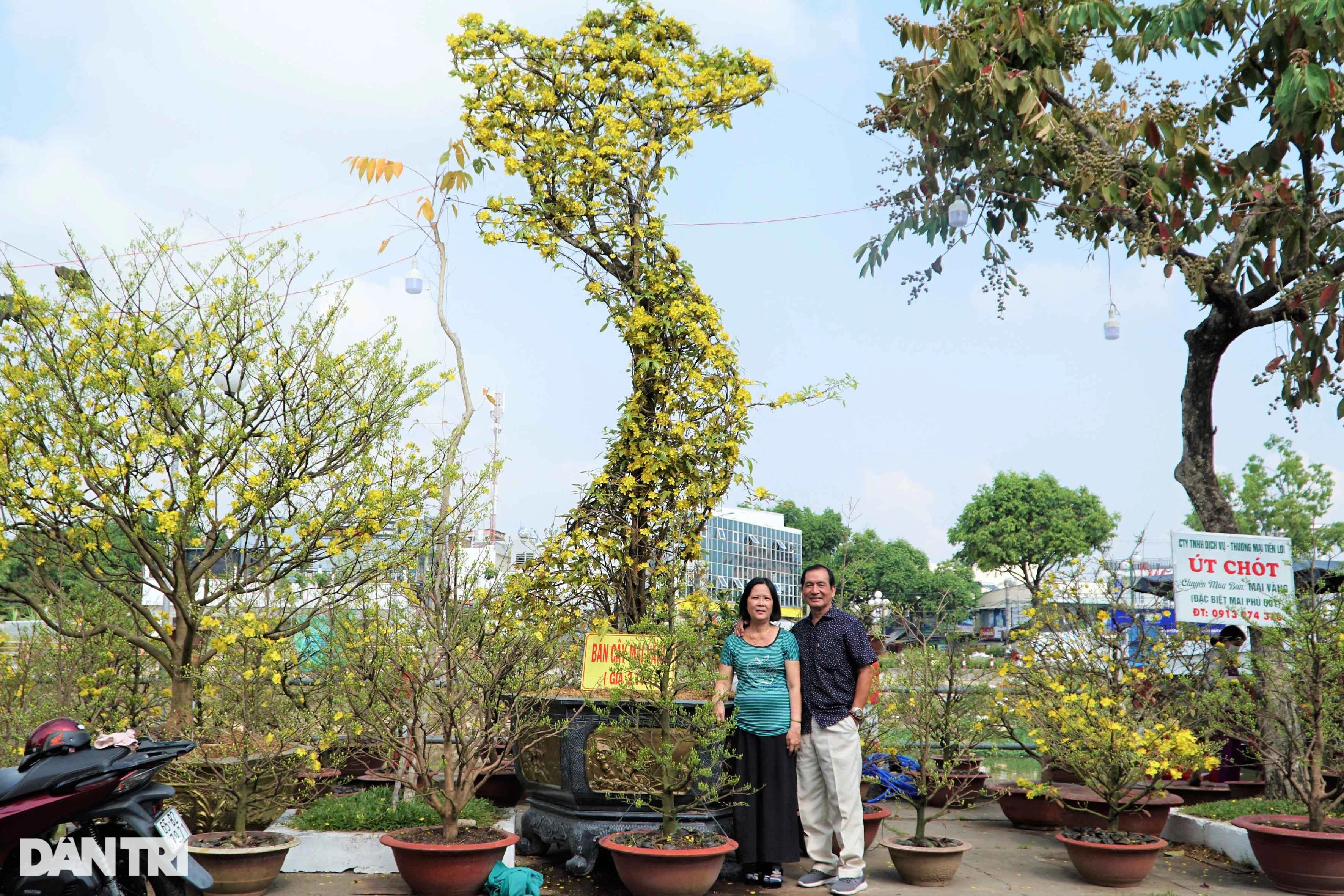 Cây mai xù có hình chữ S giá 2 tỷ đồng gây xôn xao - 8