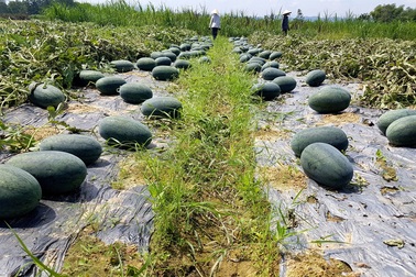 Quảng Nam gửi thư kêu gọi “giải cứu” dưa hấu