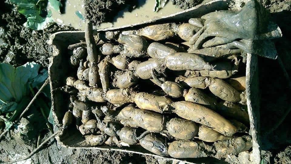 Củ sen tươi 7,9 lỗ, vì sao giá cao ngất, dân sành vẫn mua cả tạ về ăn? - 3