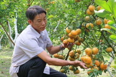 "Đột nhập" vườn quýt hồng có thu nhập cao gấp 50 lần so với cây lúa
