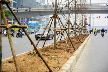 Cây phong lá đỏ lần đầu tiên được trồng trên phố Hà Nội