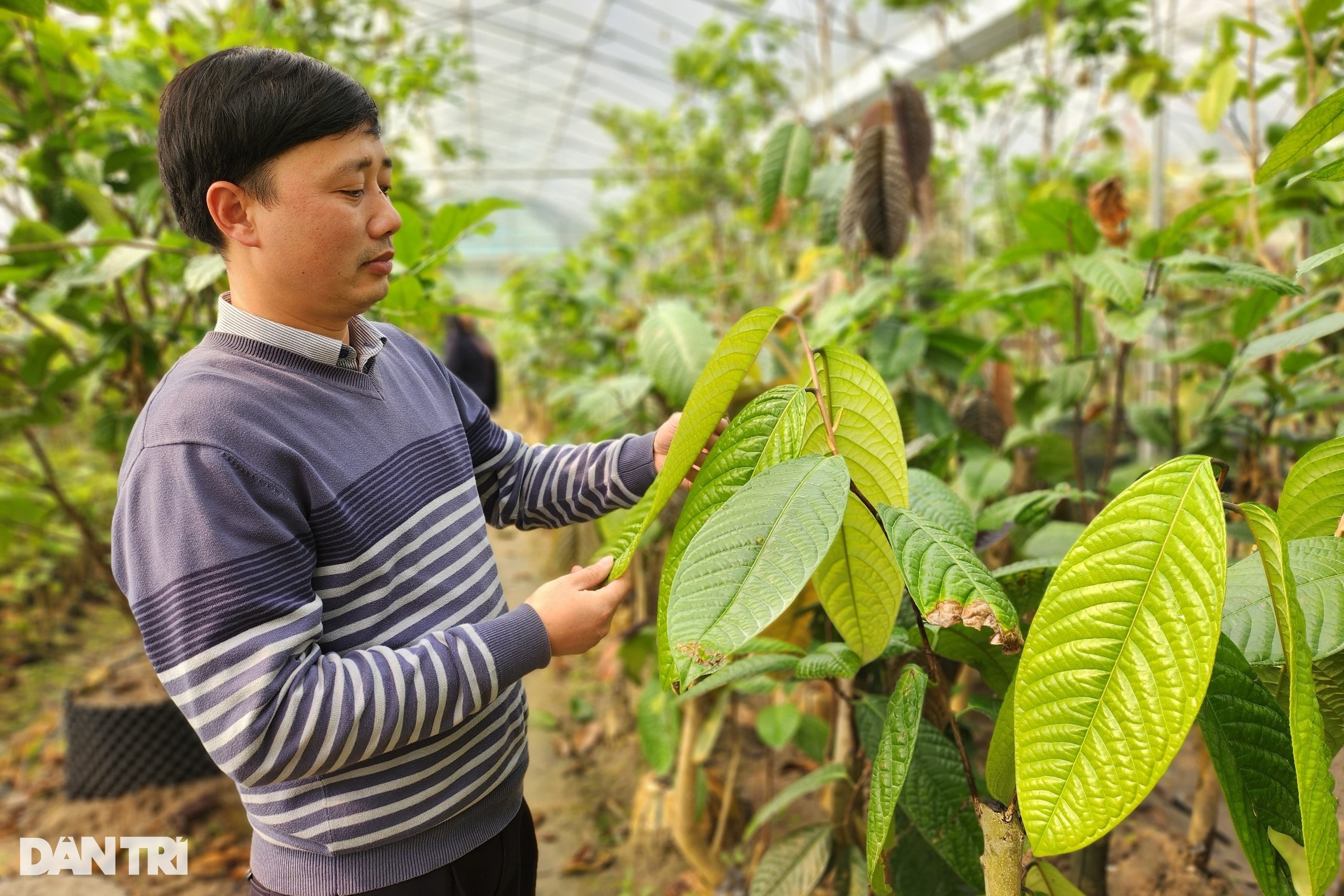 Kỹ sư bỏ phố về rừng trồng loại cây hái hoa bán giá chục triệu đồng/kg - 11 Kỹ sư bỏ phố về rừng trồng loại cây hái hoa bán giá chục triệu đồng/kg - 11