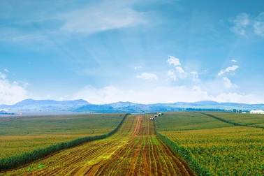 Bà Thái Hương mời nông dân cùng làm ‘ly sữa chiến thắng’