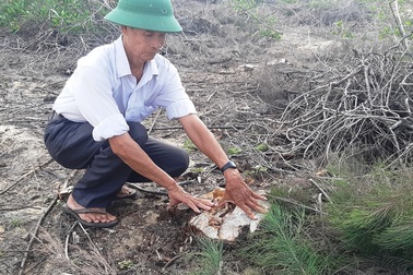 Vụ cả trăm ha rừng dương bị xóa sổ tại Bình Định: Lãnh đạo công ty điện gió nói gì?