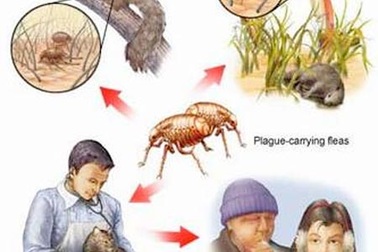 Lấy mẫu giám sát dịch hạch trên bọ chét, chuột, người