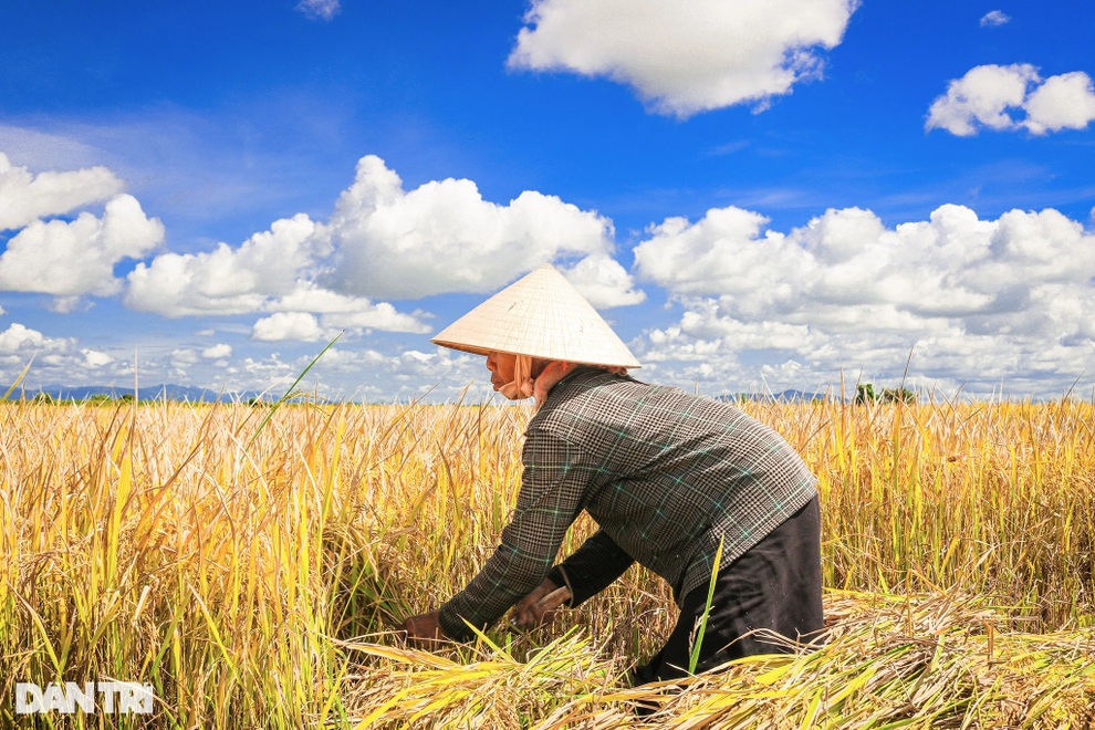 Nông dân chạy đua với thời gian để cứu lúa giữa trưa đứng bóng - 2 Nông dân chạy đua với thời gian để cứu lúa giữa trưa đứng bóng - 2