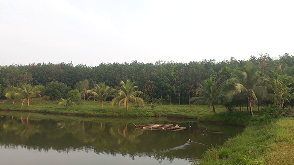 Vụ gần 1.000 ha rừng bị lấn chiếm: Bất ngờ gần 500 ha không ai nhận! - 1 Vụ gần 1.000 ha rừng bị lấn chiếm: Bất ngờ gần 500 ha không ai nhận! - 1