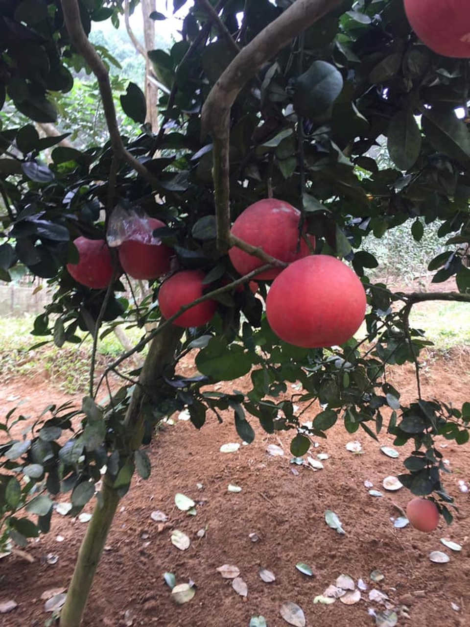 Bưởi tiến Vua đỏ chót, dân Hà Nội lùng sục đặt mua trước Tết cả tháng - 5 Bưởi tiến Vua đỏ chót, dân Hà Nội lùng sục đặt mua trước Tết cả tháng - 5