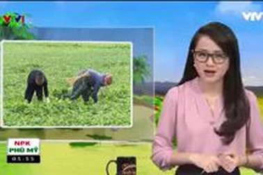 Làng Thanh Chiểu và đặc sản rau muống tiến vua