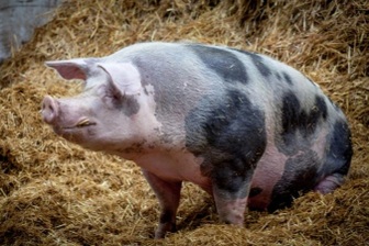 Hy hữu: Bị lợn cắn, thiếu niên nguy kịch nằm viện nhiều tháng